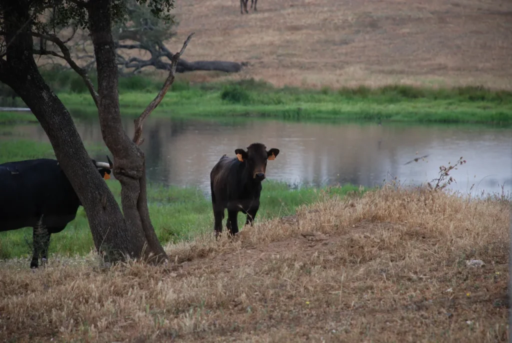 Toro, Campo y Tradición