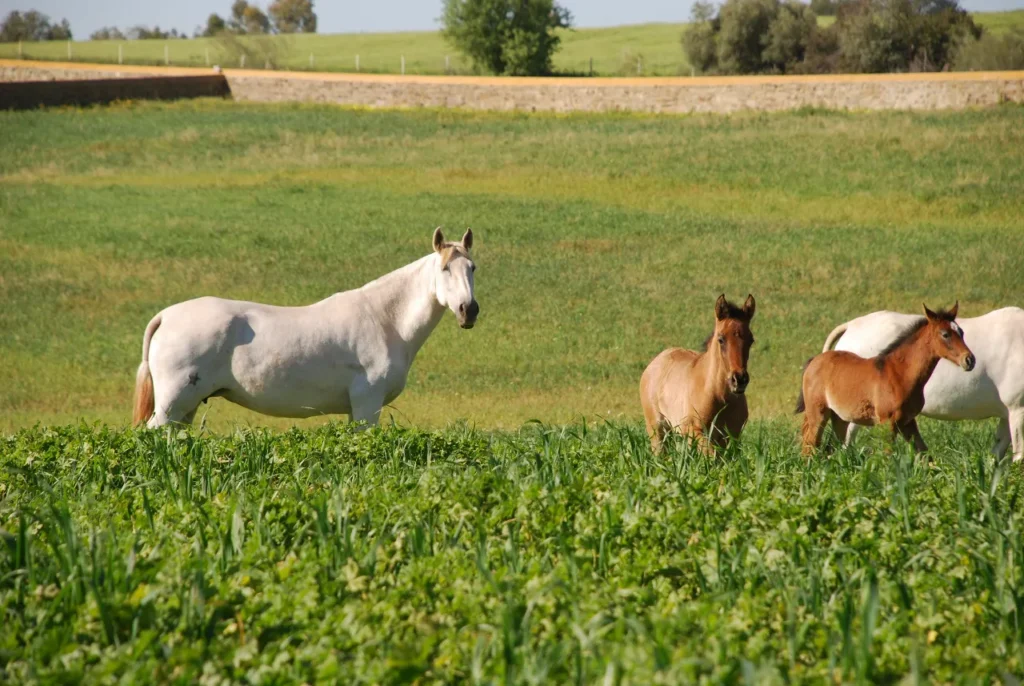 oro, Campo y Tradición