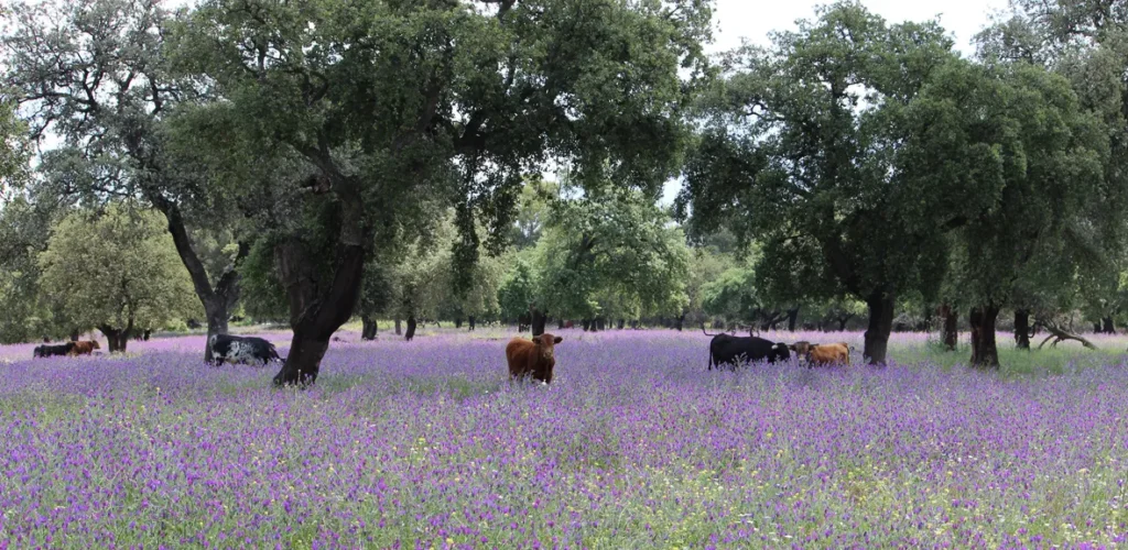oro, Campo y Tradición