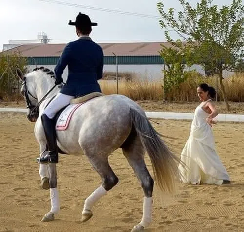 Caballos Errantes