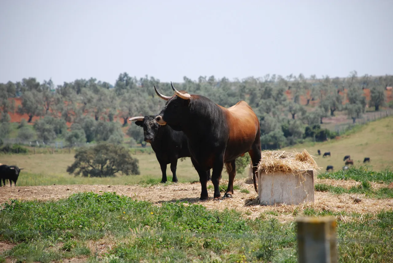 oro, Campo y Tradición