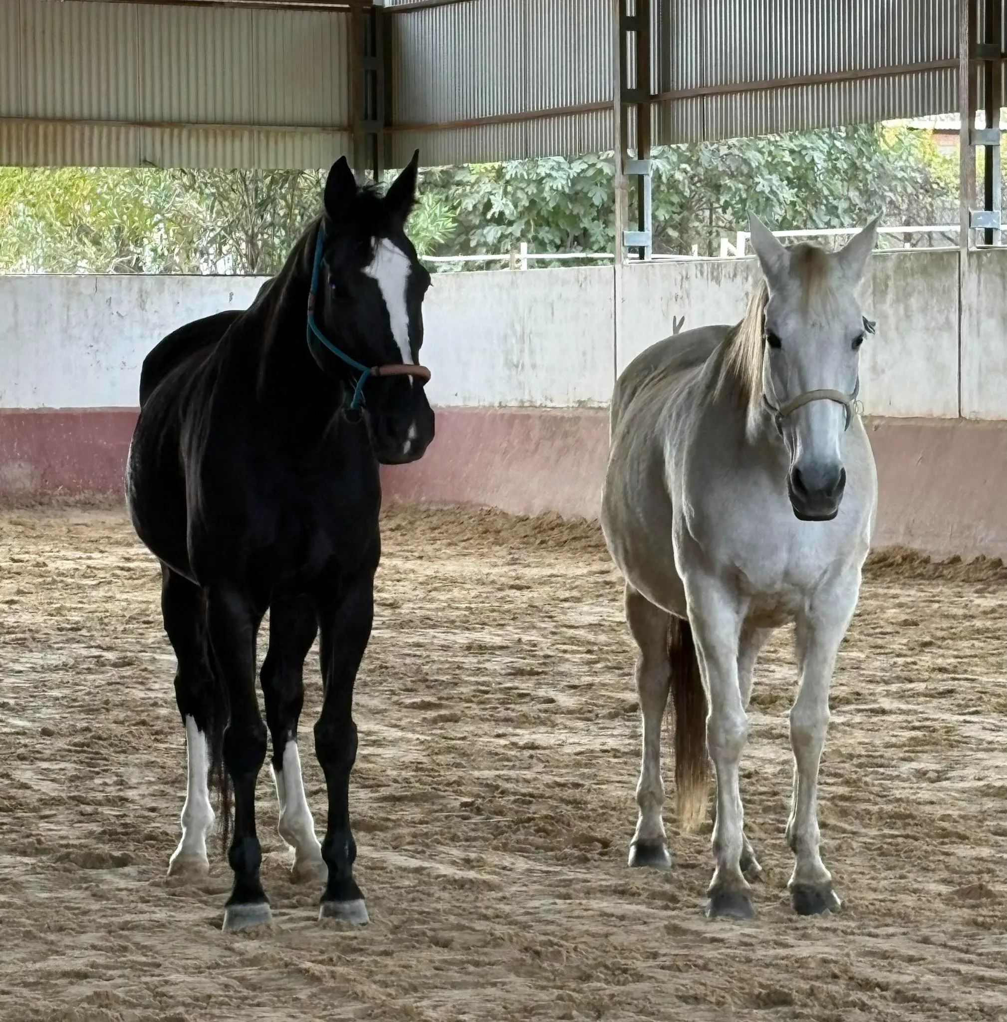 taller coaching caballos