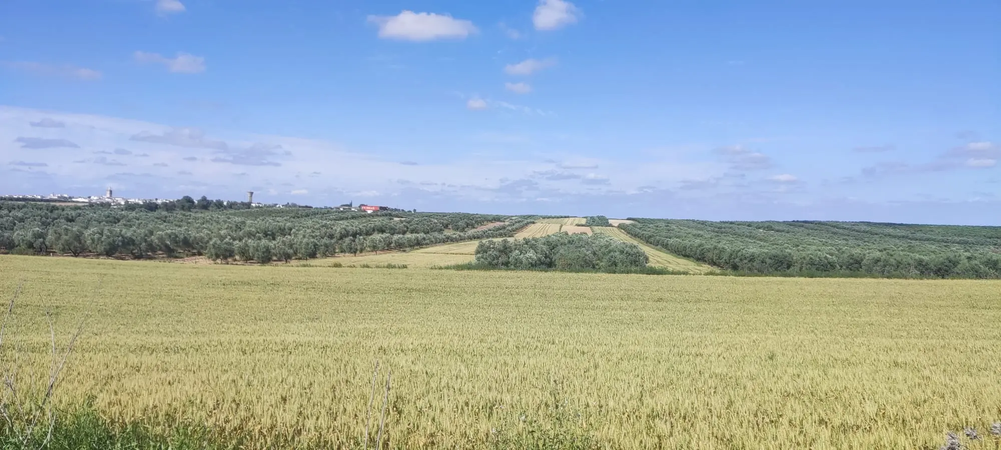 Ruta del Aceite