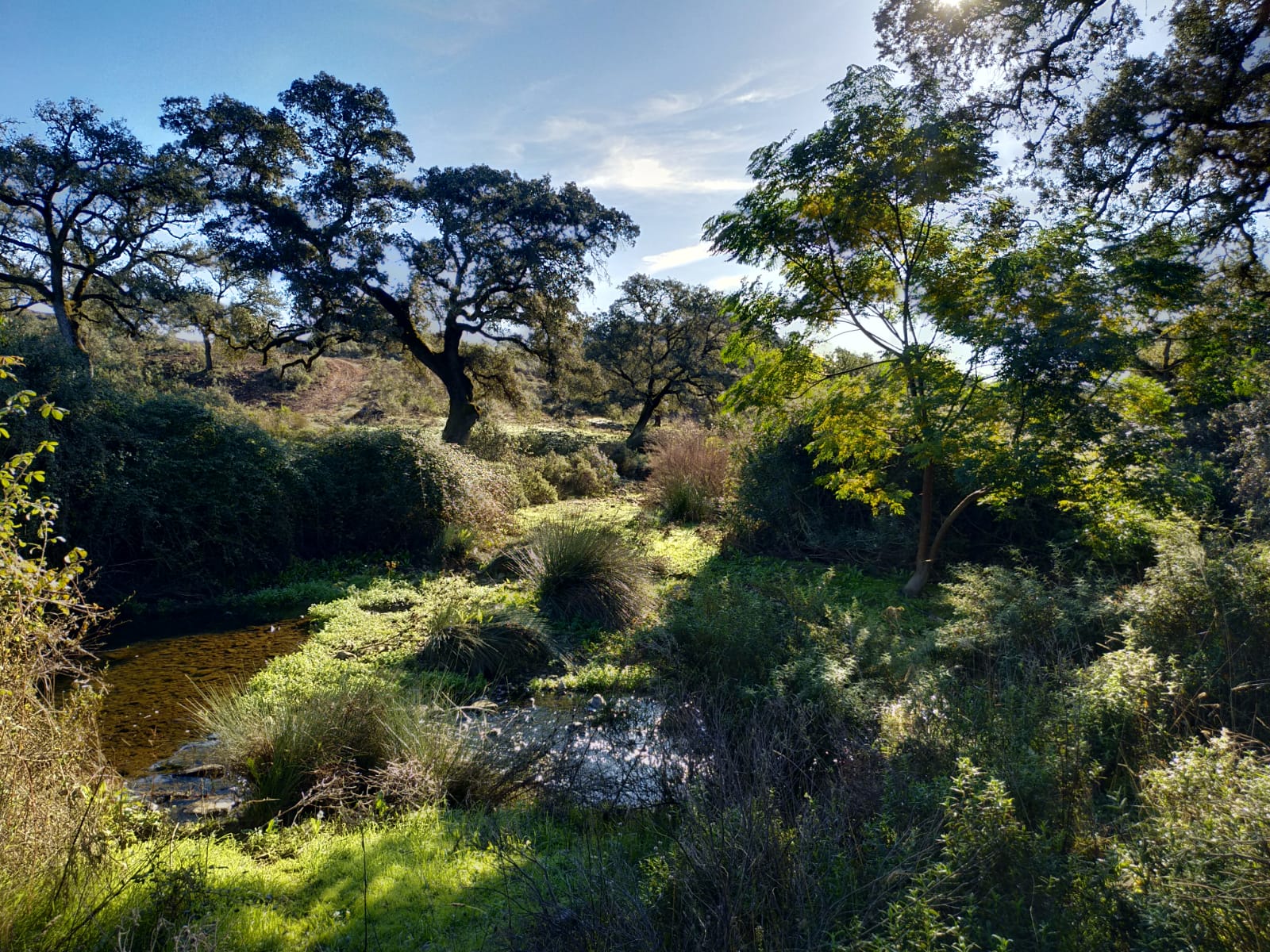 El Castaño