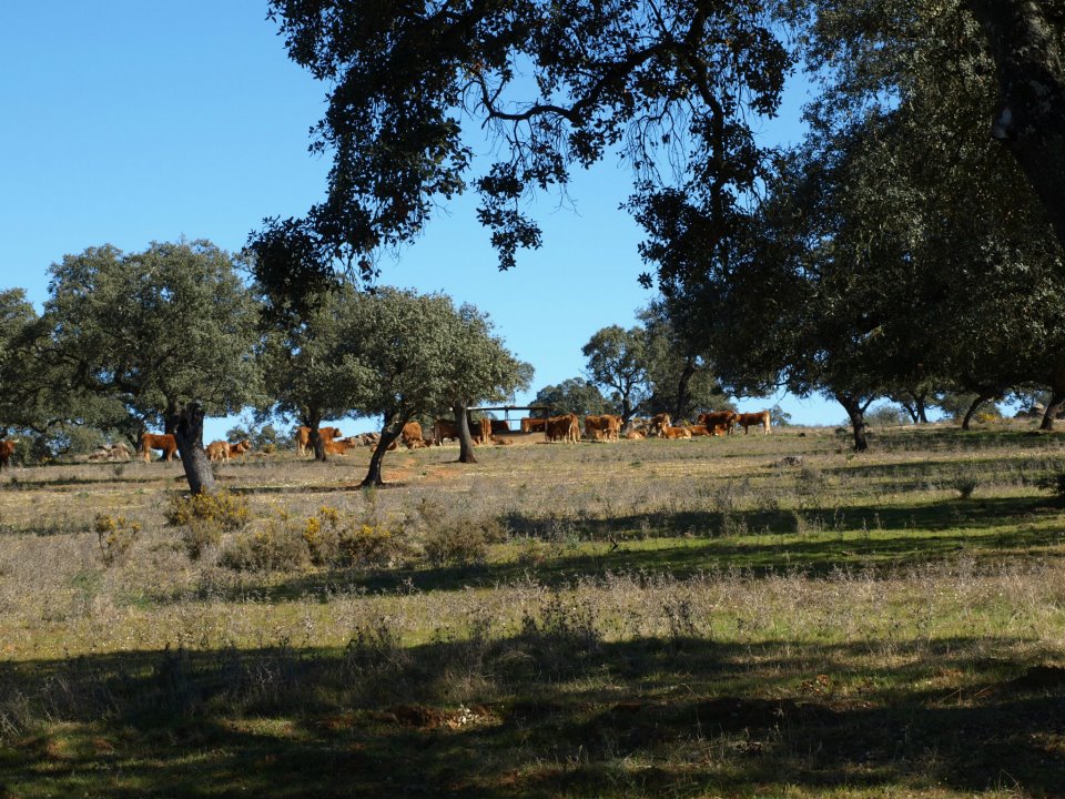 Dehesa y dolmenes